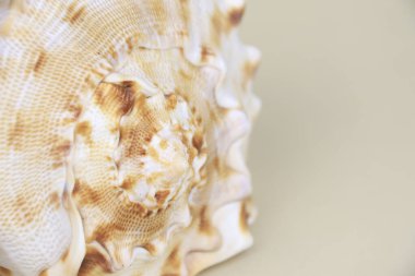 Güzel Cassis Cornuta bej arka planda deniz kabuğu.