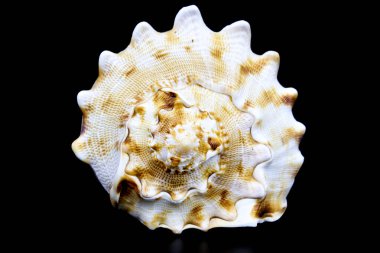 Güzel Cassis Cornuta siyah arka planda.