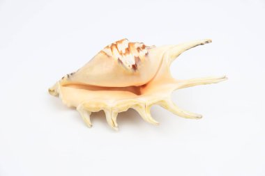 Beyaz zemin üzerinde güzel kuzular truncata deniz kabuğu.