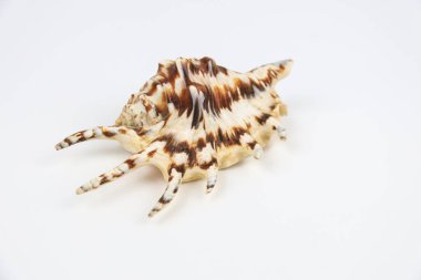 Beyaz zemin üzerinde güzel kuzular truncata deniz kabuğu.