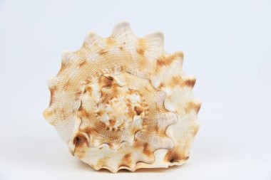 Beyaz arka planda güzel Cassis Cornuta deniz kabuğu.