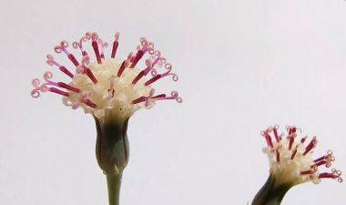 Curio Rowleyanus çiçek açtı