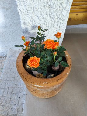 Cüce Portakal İspanya 'da esrar üzerinde yükseldi