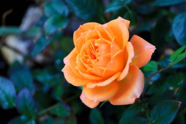 Cüce Portakal İspanya 'da esrar üzerinde yükseldi