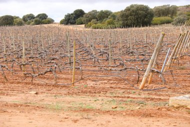 İspanya, Castilla la la Mancha 'da gri gökyüzü altında kırmızı arazili üzüm bağlarının manzarası