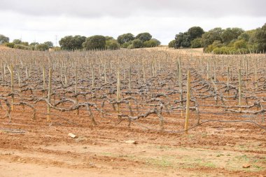 İspanya, Castilla la la Mancha 'da gri gökyüzü altında kırmızı arazili üzüm bağlarının manzarası