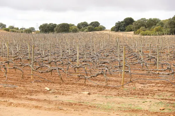 İspanya, Castilla la la Mancha 'da gri gökyüzü altında kırmızı arazili üzüm bağlarının manzarası