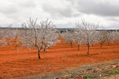 Badem ağacı, bulutlu gökyüzünün altında çiçek açar.