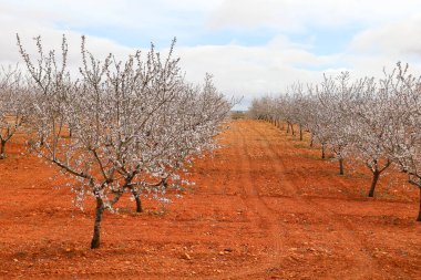 Badem ağacı, bulutlu gökyüzünün altında çiçek açar.