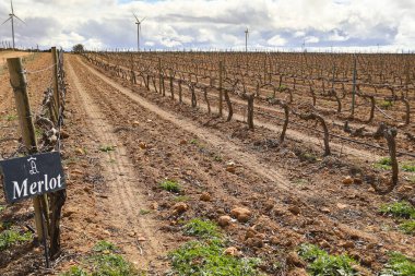 Chinchilla de Montearagon, Albacete, Castilla La Mancha, İspanya... 24 Mart 2025: Los Aljibes Mahzenindeki Merlot üzüm bağlarının manzarası