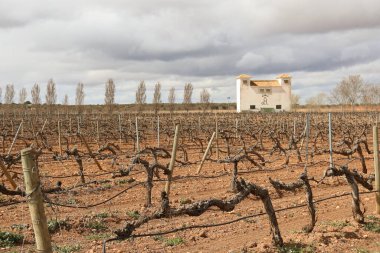 Chinchilla de Montearagon, Albacete, Castilla La Mancha, İspanya... 23 Mart 2025: Mahzen Finca los Aljibes, üzüm bağlarıyla çevrili rahat bir kır evi.