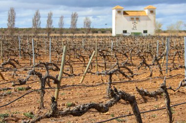Chinchilla de Montearagon, Albacete, Castilla La Mancha, İspanya... 23 Mart 2025: Mahzen Finca los Aljibes, üzüm bağlarıyla çevrili rahat bir kır evi.