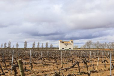 Chinchilla de Montearagon, Albacete, Castilla La Mancha, İspanya... 23 Mart 2025: Mahzen Finca los Aljibes, üzüm bağlarıyla çevrili rahat bir kır evi.