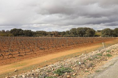 İspanya 'nın Castilla la la Mancha bölgesindeki üzüm bağlarının manzarası