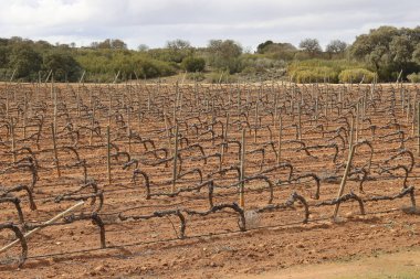 İspanya 'nın Castilla la la Mancha bölgesindeki üzüm bağlarının manzarası