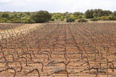 İspanya 'nın Castilla la la Mancha bölgesindeki üzüm bağlarının manzarası