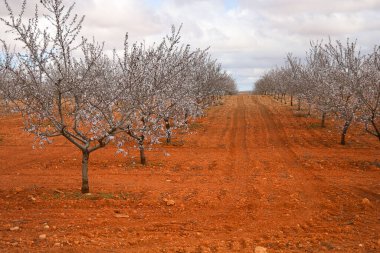 İspanya, Castilla La Mancha 'da kırmızı kil toprakta açan badem ağaçları