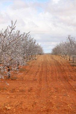 İspanya, Castilla La Mancha 'da kırmızı kil toprakta açan badem ağaçları