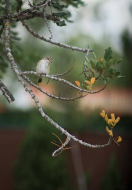 Phylloscopus Collybita kuşu, Chiffchaff kuşu İspanya 'da ağaçta