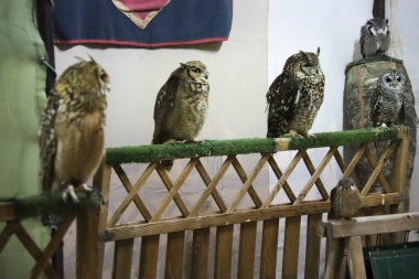 Baykuşlar İspanya 'nın Alcaraz kentindeki Alfonsi Ortaçağ pazarında bir şahin standında sergilendi.
