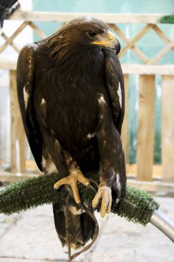 İspanya 'nın Alcaraz kentindeki Alfonsi Ortaçağ pazarında bir şahin standında yırtıcı kuş.