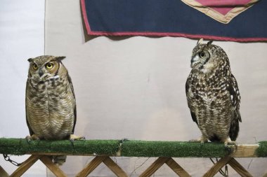 Baykuşlar İspanya 'nın Alcaraz kentindeki Alfonsi Ortaçağ pazarında bir şahin standında sergilendi.