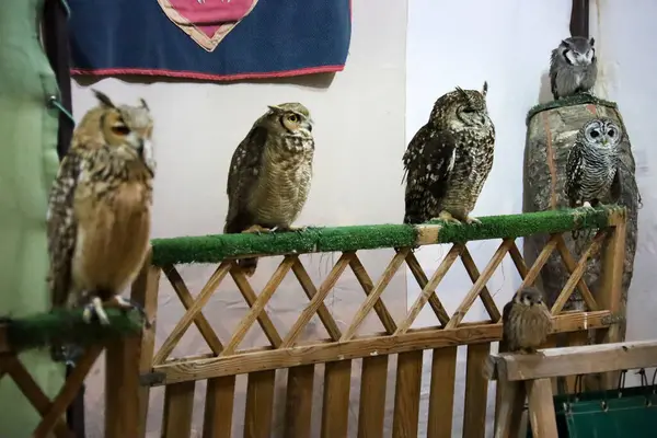 Baykuşlar İspanya 'nın Alcaraz kentindeki Alfonsi Ortaçağ pazarında bir şahin standında sergilendi.