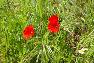 Albacete, İspanya 'da güneşin altında renkli gelincikler
