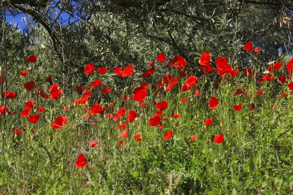 Albacete, İspanya 'da güneşin altındaki renkli gelinciklerin manzarası