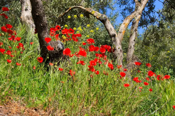Albacete, İspanya 'da güneşin altındaki renkli gelinciklerin manzarası