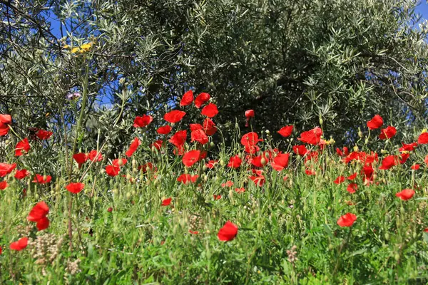 İspanya, Albacete 'de mavi gökyüzünün altında zeytin ağaçları ve renkli gelinciklerin manzarası