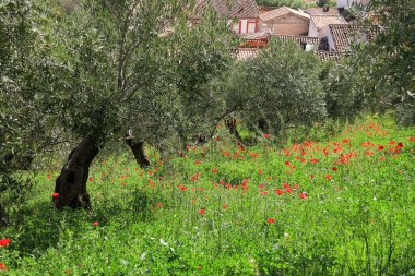 İspanya 'nın Albacete şehrinde zeytin ağaçları ve renkli gelinciklerin manzarası