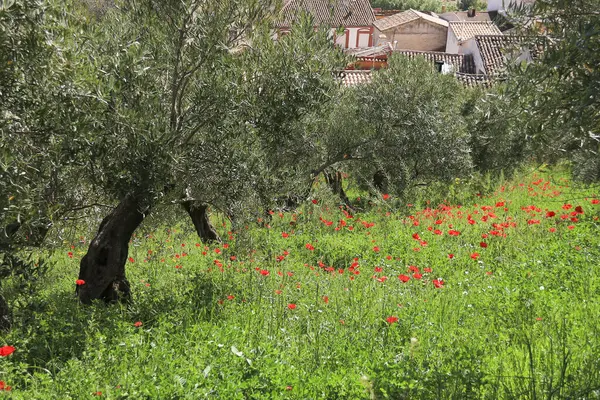 İspanya 'nın Albacete şehrinde zeytin ağaçları ve renkli gelinciklerin manzarası