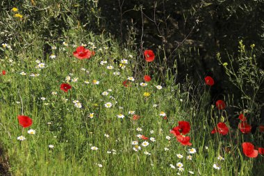 Albacete, İspanya 'da güneş altında renkli gelincikler ve papatya çiçekleri manzarası