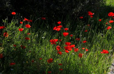 Albacete, İspanya 'da güneşin altındaki renkli gelinciklerin manzarası