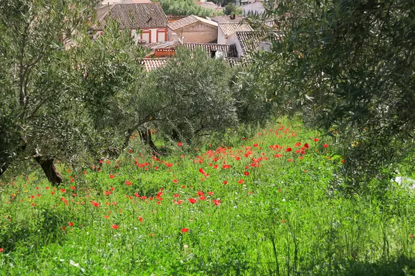 İspanya 'nın Albacete şehrinde zeytin ağaçları ve renkli gelinciklerin manzarası