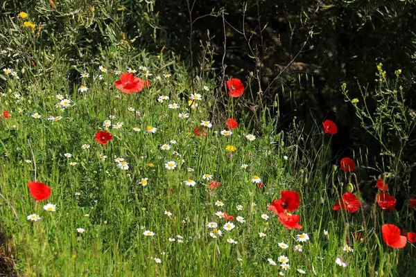 Albacete, İspanya 'da güneş altında renkli gelincikler ve papatya çiçekleri manzarası