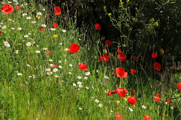 Albacete, İspanya 'da güneş altında renkli gelincikler ve papatya çiçekleri manzarası