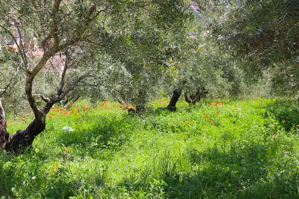 İspanya 'nın Albacete şehrinde zeytin ağaçları ve renkli gelinciklerin manzarası