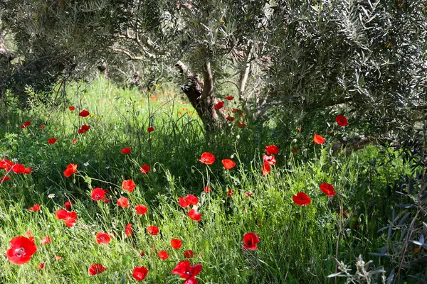 İspanya 'nın Albacete şehrinde zeytin ağaçları ve renkli gelinciklerin manzarası