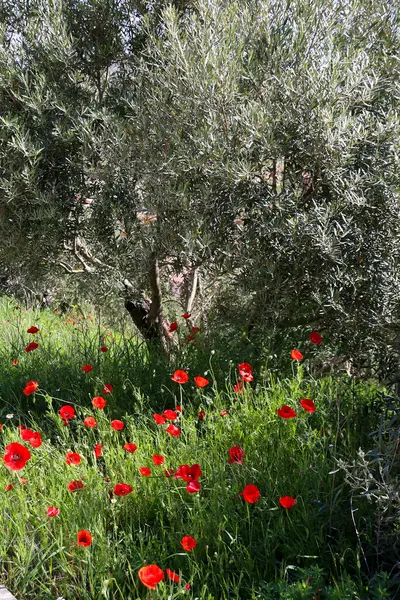 İspanya 'nın Albacete şehrinde zeytin ağaçları ve renkli gelinciklerin manzarası