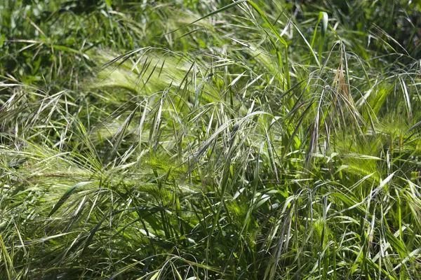 Güneş altındaki Hordeum Murinum bitkilerinin arka planı