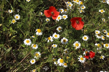 Albacete, İspanya 'da güneş altında renkli gelincikler ve papatya çiçekleri manzarası