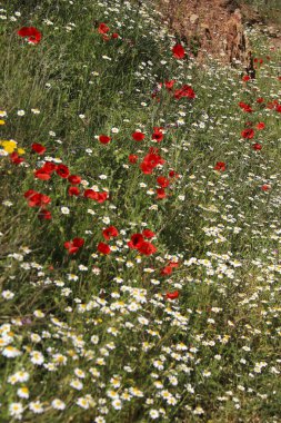 Albacete, İspanya 'da güneş altında renkli gelincikler ve papatya çiçekleri manzarası