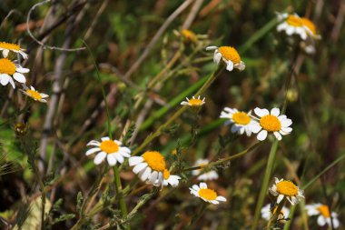 İspanya, Albacete 'de güneşin altındaki güzel papatya çiçeği çayırı