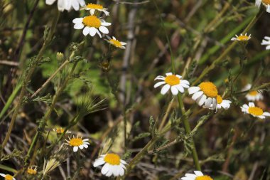 İspanya, Albacete 'de güneşin altındaki güzel papatya çiçeği çayırı