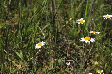 İspanya, Albacete 'de güneşin altındaki güzel papatya çiçeği çayırı