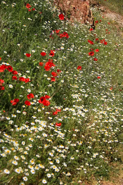 Albacete, İspanya 'da güneş altında renkli gelincikler ve papatya çiçekleri manzarası