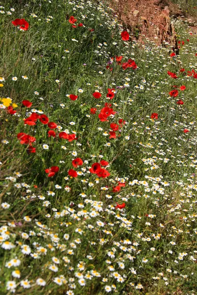 Albacete, İspanya 'da güneş altında renkli gelincikler ve papatya çiçekleri manzarası