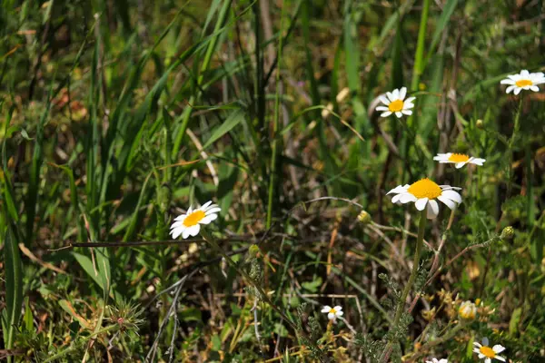 İspanya, Albacete 'de güneşin altındaki güzel papatya çiçeği çayırı